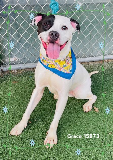 Enlarge GRACE (see also VELMA)-Avail. 2/24, a ADOPTABLE mixed breed in Marietta, GA image 4/5