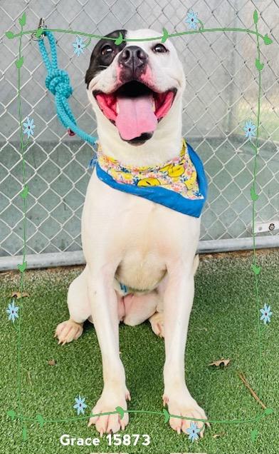 Enlarge GRACE (see also VELMA)-Avail. 2/24, a ADOPTABLE mixed breed in Marietta, GA image 2/5