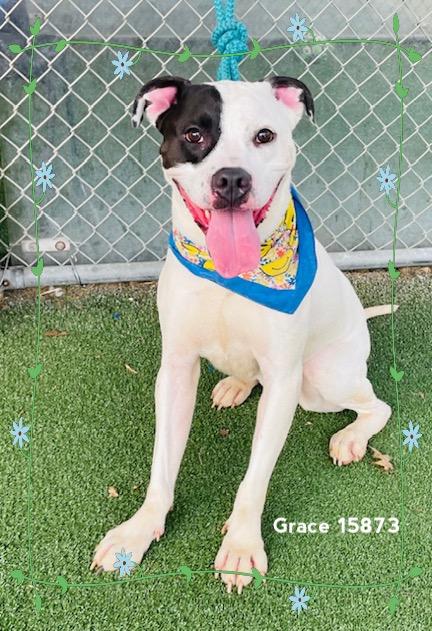 Enlarge GRACE (see also VELMA)-Avail. 2/24, a ADOPTABLE mixed breed in Marietta, GA image 1/5