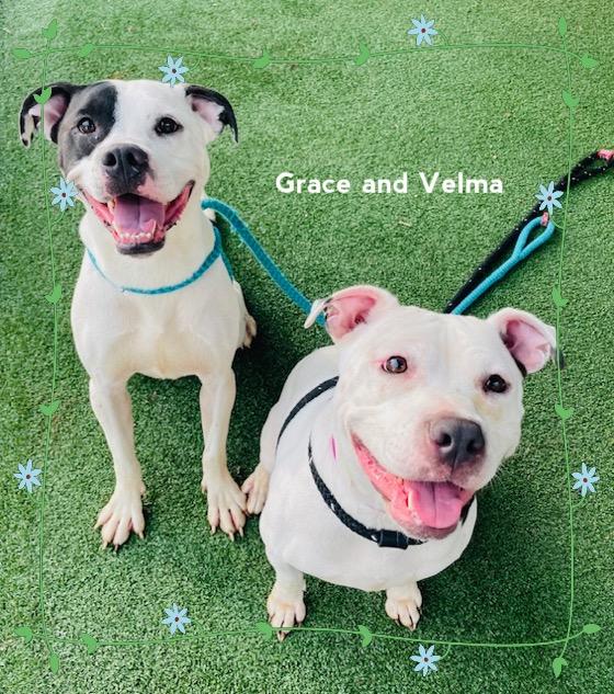 Enlarge GRACE (see also VELMA)-Avail. 2/24, a ADOPTABLE mixed breed in Marietta, GA image 3/5