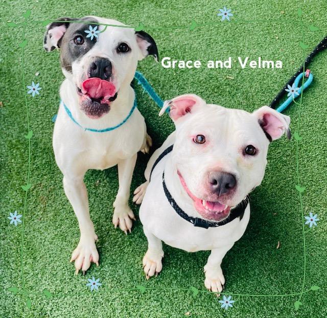 Enlarge GRACE (see also VELMA)-Avail. 2/24, a ADOPTABLE mixed breed in Marietta, GA image 5/5