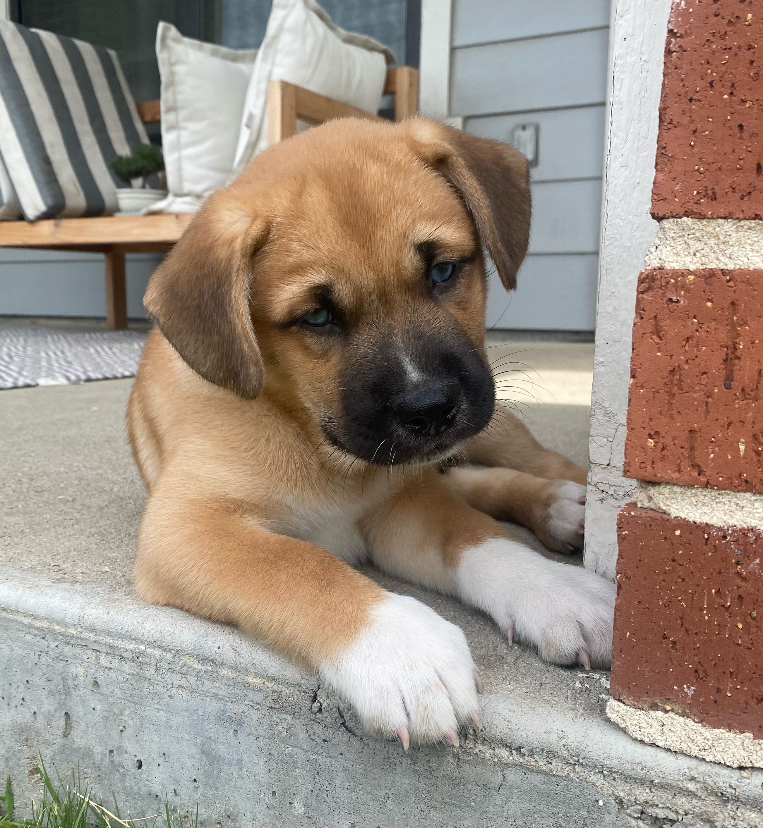 Bruno, Adopted, Puppy Male Mixed Breed.
