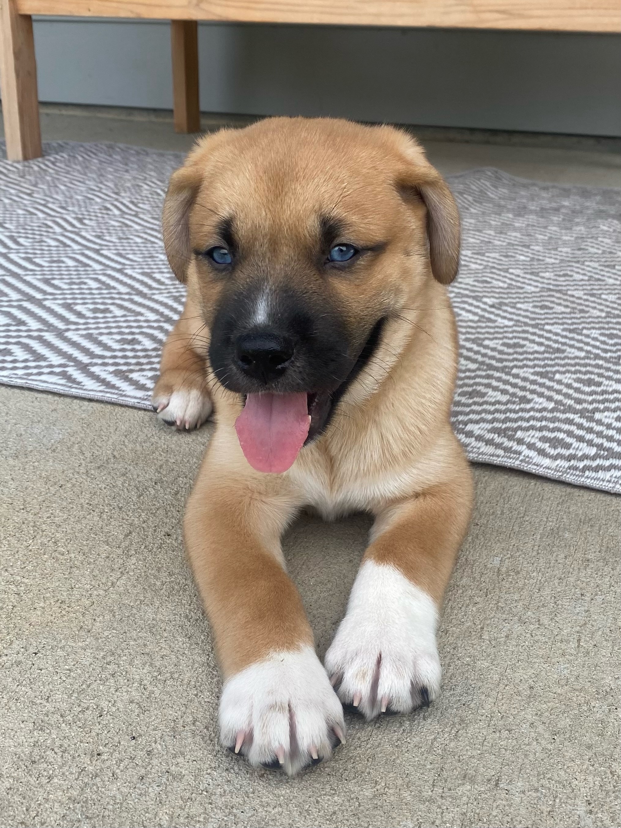 Enlarge Bruno, a Adopted mixed breed in Richardson, TX image 2/4