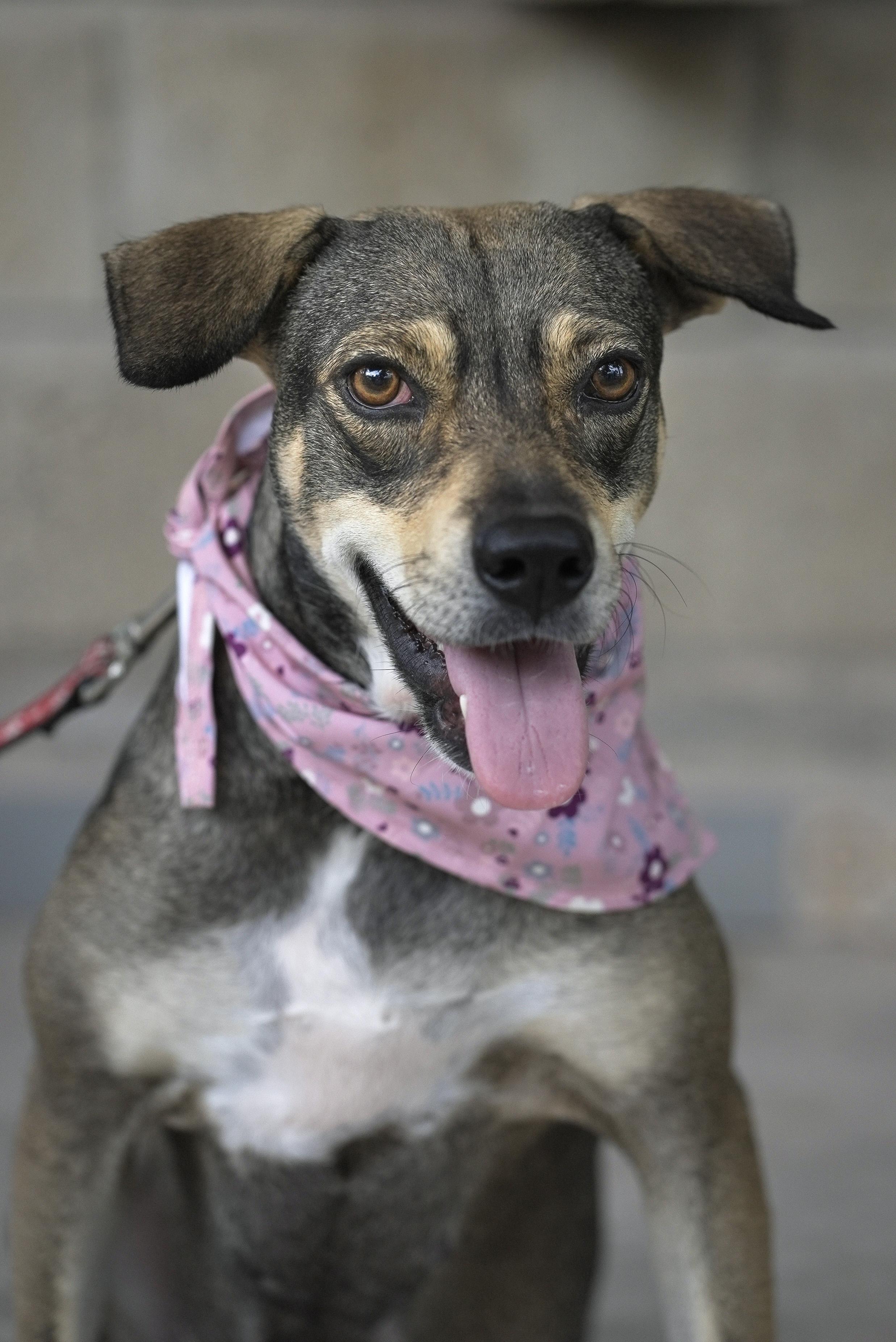 Enlarge Lola, a Adoptable mixed breed in nanaimo, BC image 4/5