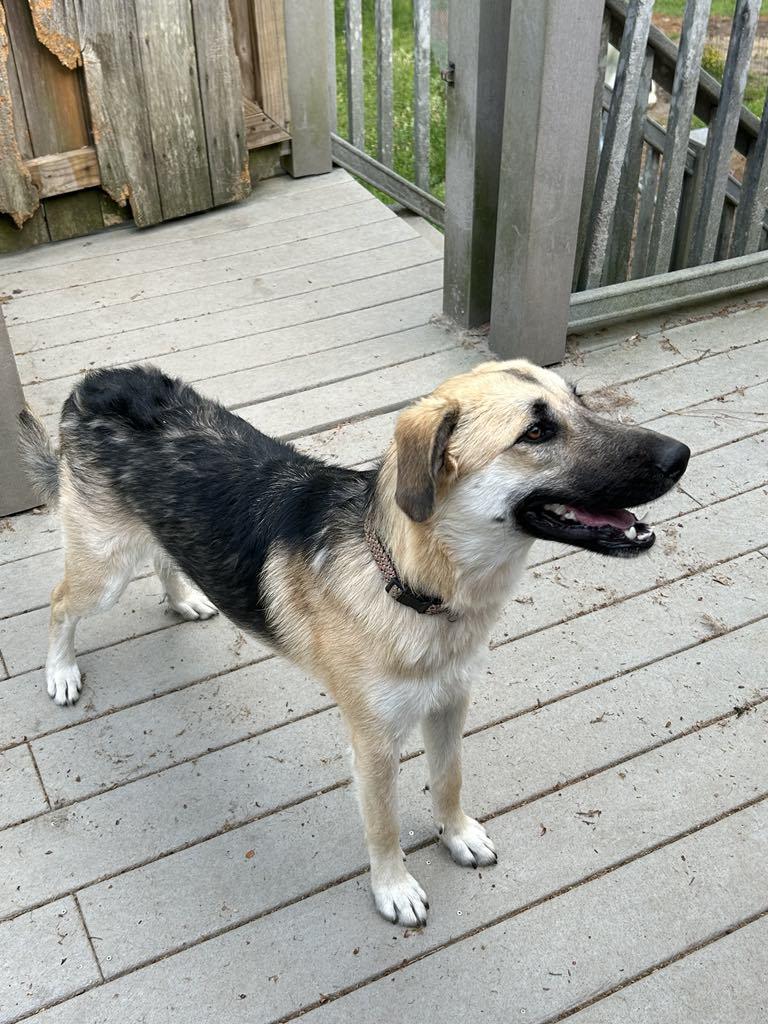 Enlarge Tilly Too, a Adopted German Shepherd Dog in Montgomery, AL image 2/3