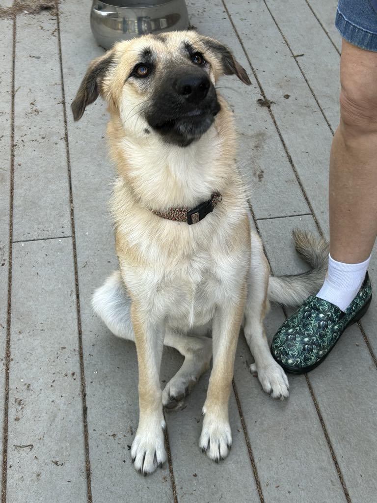 Enlarge Tilly Too, a Adopted German Shepherd Dog in Montgomery, AL image 3/3