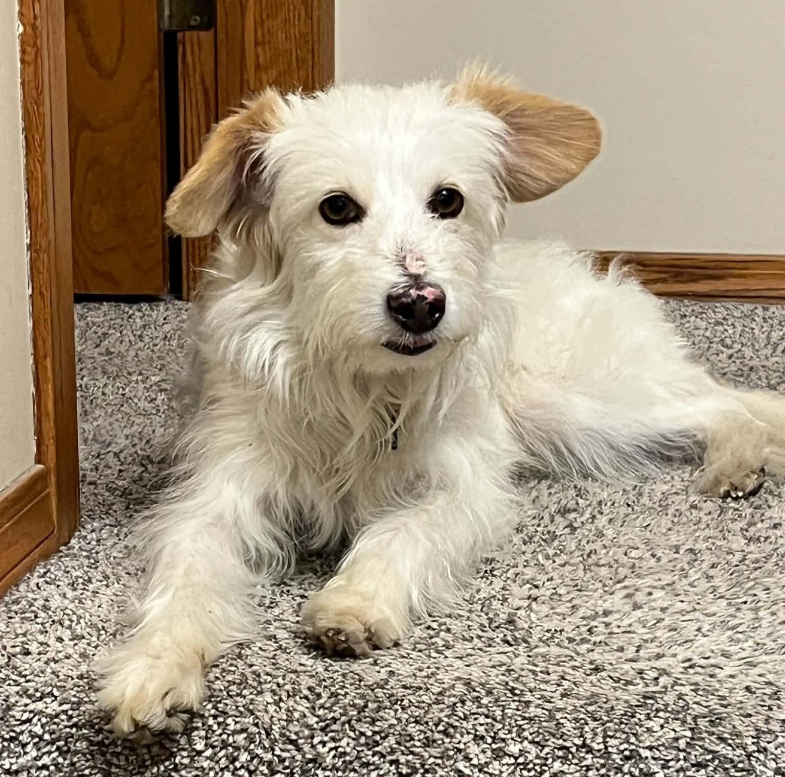 Charlie, a ADOPTABLE mixed breed in Calgary, AB image 3/6