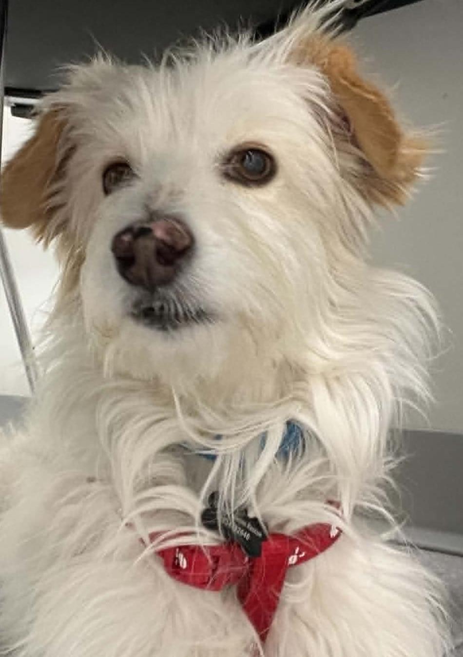 Charlie, a ADOPTABLE mixed breed in Calgary, AB image 6/6