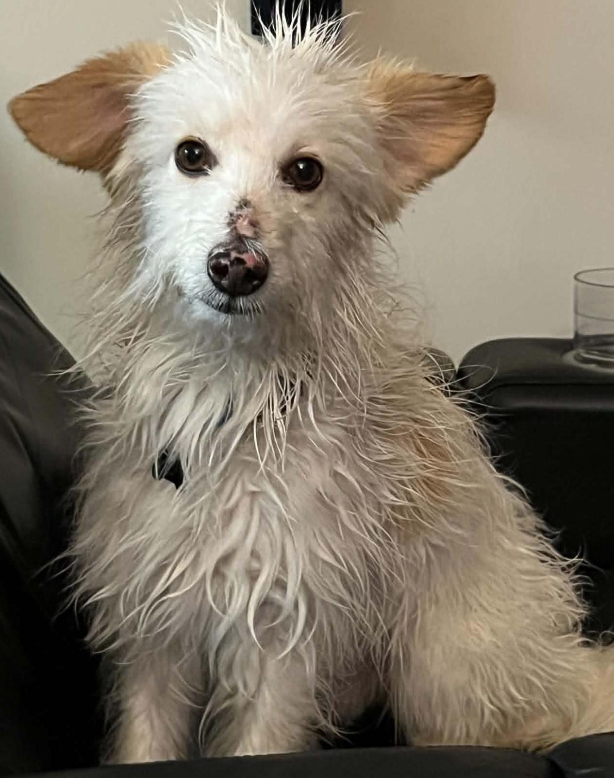 Charlie, a ADOPTABLE mixed breed in Calgary, AB image 5/6