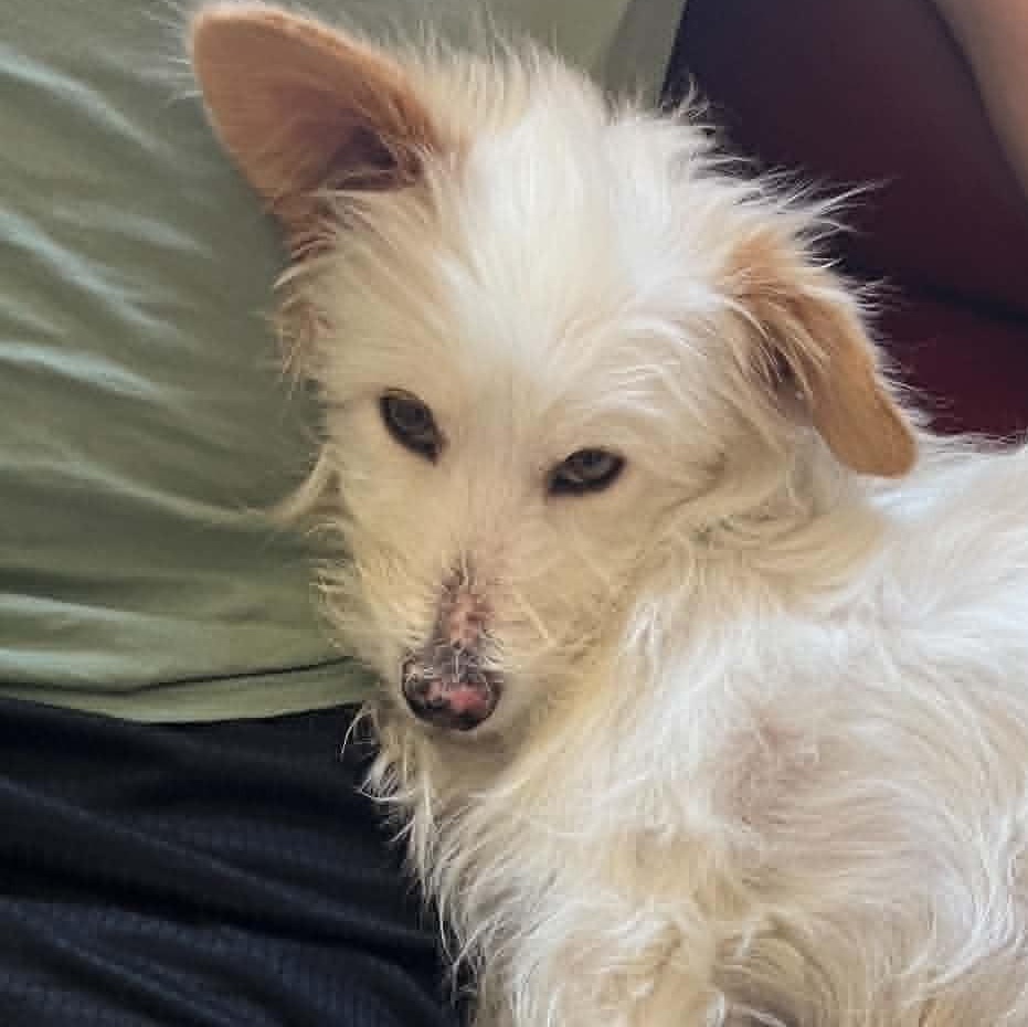 Charlie, a ADOPTABLE mixed breed in Calgary, AB image 4/6