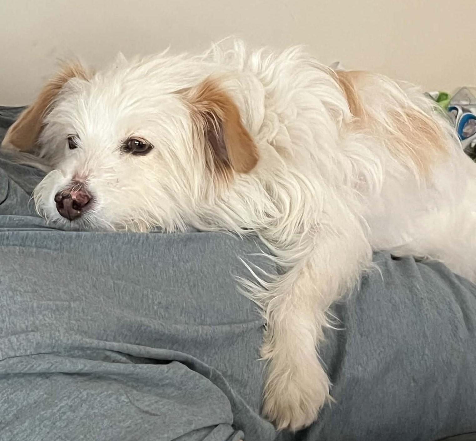 Charlie, ADOPTABLE, Adult Male Terrier.