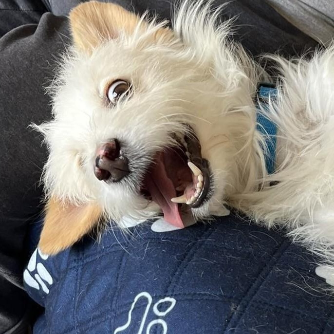 Charlie, a ADOPTABLE mixed breed in Calgary, AB image 2/6