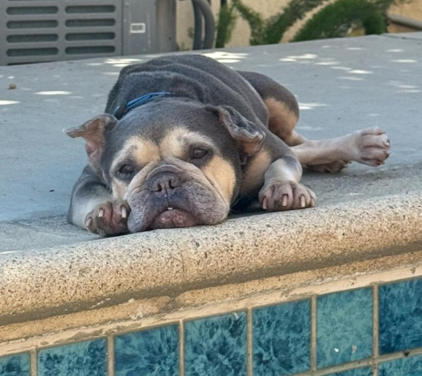 Ella, Adoptable, Young Female French Bulldog.