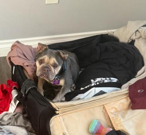 Ella, a Adoptable French Bulldog in Marina Del Rey, CA image 5/6