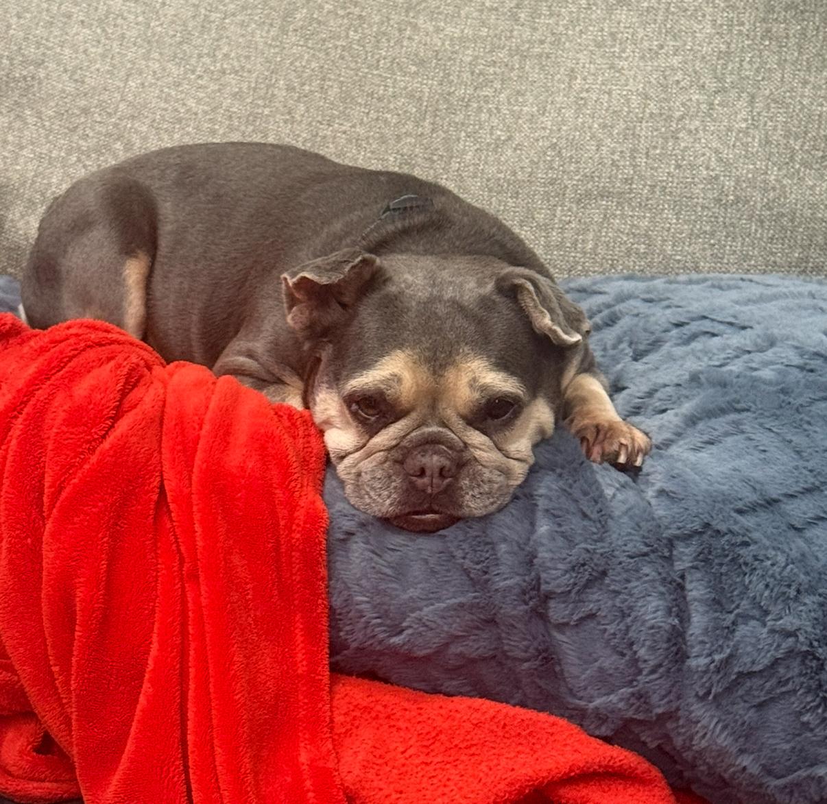 Ella, a Adoptable French Bulldog in Marina Del Rey, CA image 6/6