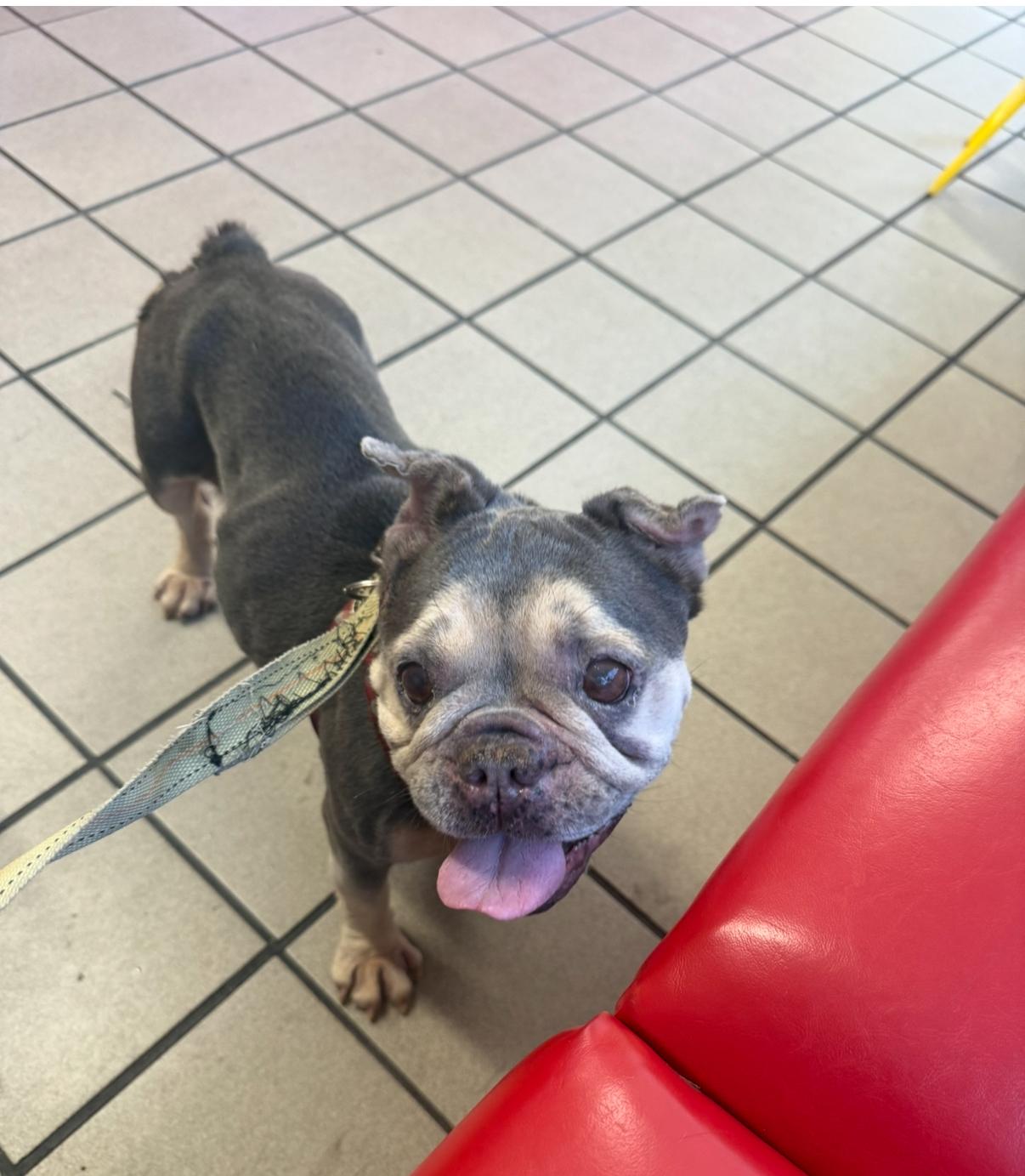 Ella, a Adoptable French Bulldog in Marina Del Rey, CA image 3/6