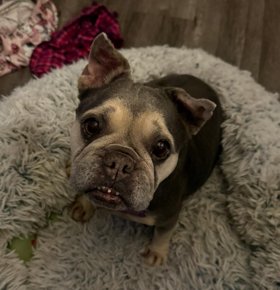 Ella, a Adoptable French Bulldog in Marina Del Rey, CA image 4/6