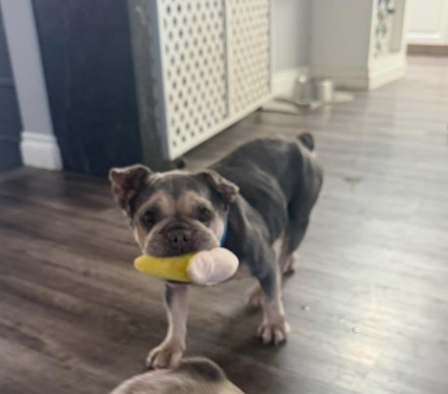 Ella, a Adoptable French Bulldog in Marina Del Rey, CA image 2/6