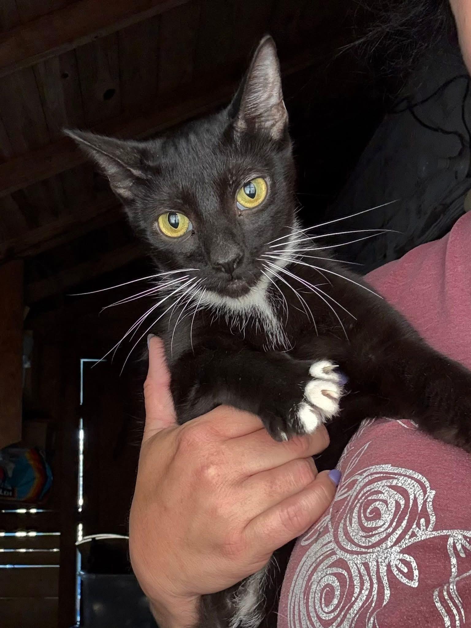 Binks, Adoptable, Young Male Tuxedo.