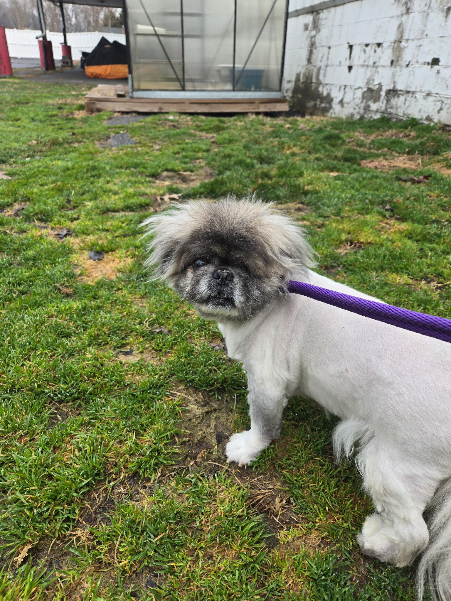Enlarge Ricky Bobby, a ADOPTABLE Pekingese in Edgewood, MD image 3/5