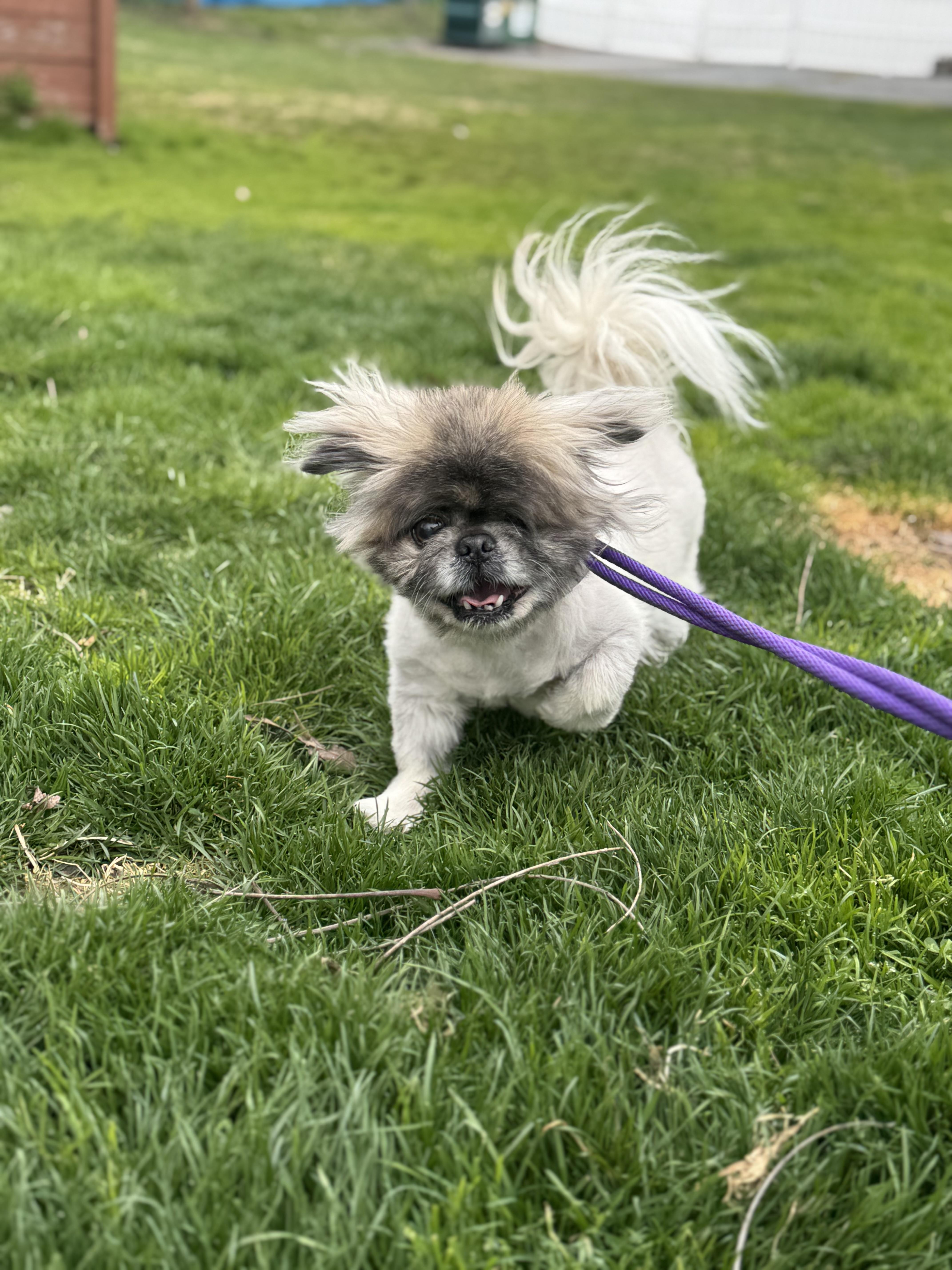 Enlarge Ricky Bobby, a ADOPTABLE Pekingese in Edgewood, MD image 1/5