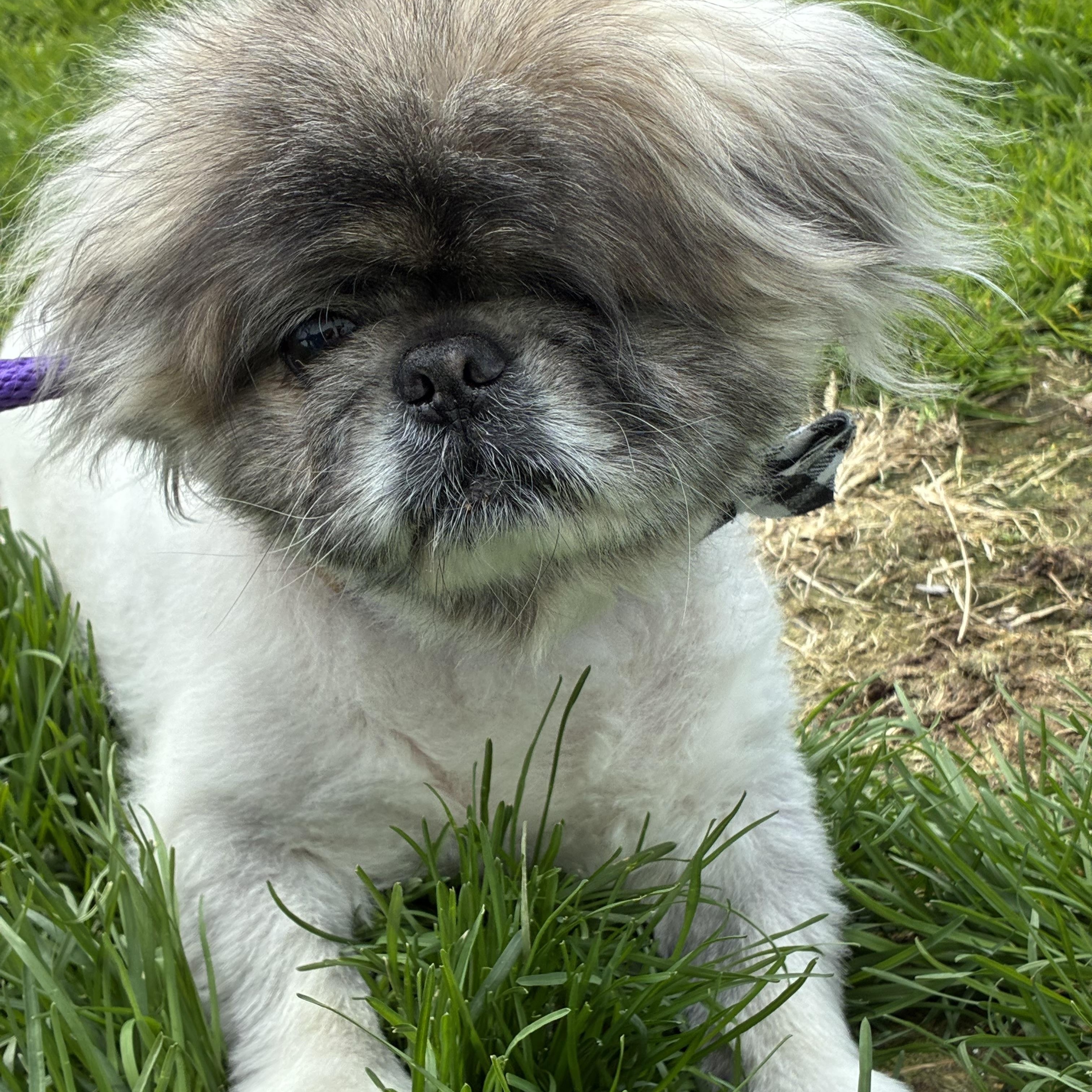 Enlarge Ricky Bobby, a ADOPTABLE Pekingese in Edgewood, MD image 4/5