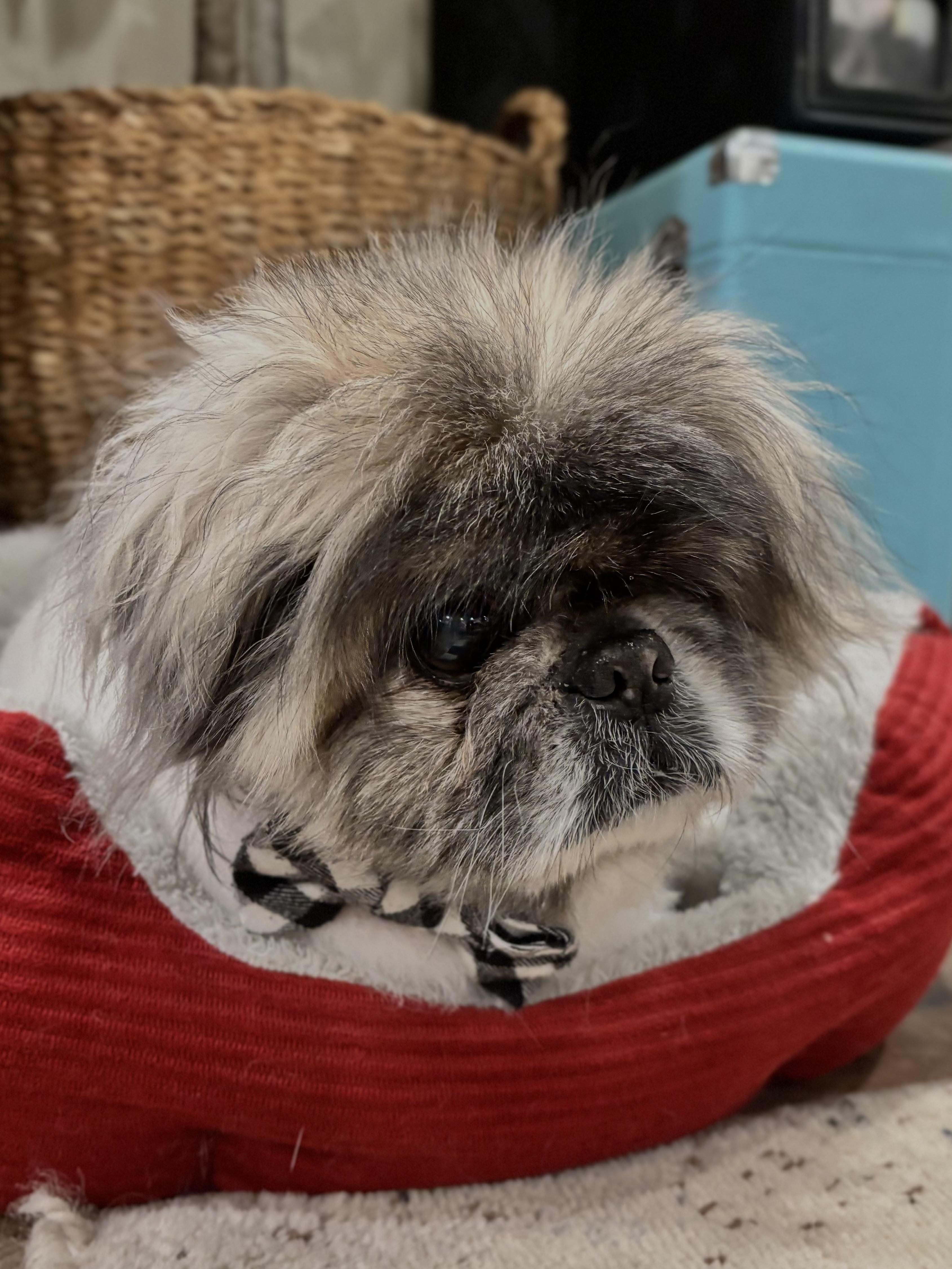 Enlarge Ricky Bobby, a ADOPTABLE Pekingese in Edgewood, MD image 2/5