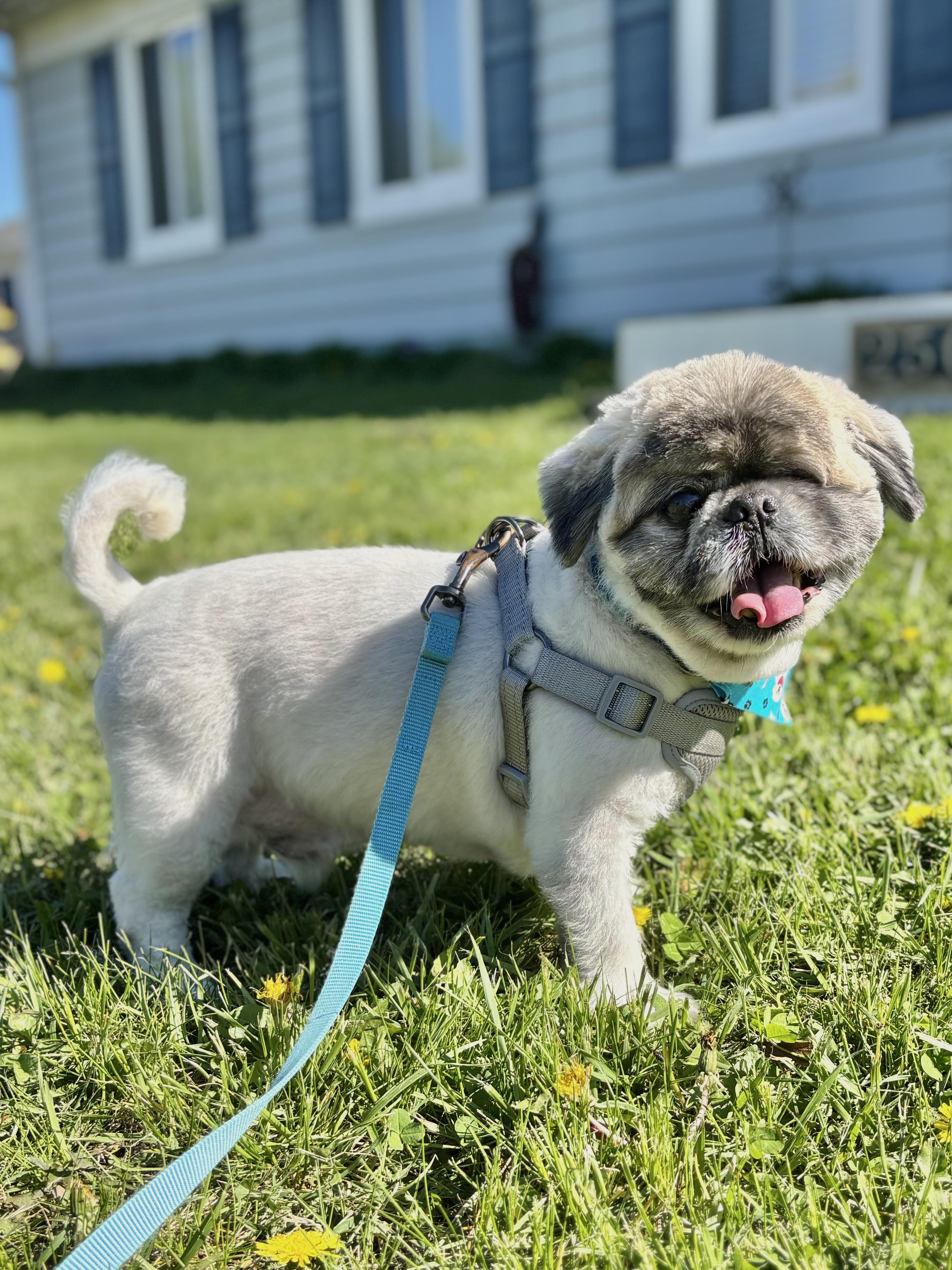 Enlarge Ricky Bobby  **In Foster Care**, a ADOPTABLE Pekingese in Edgewood, MD image 1/6
