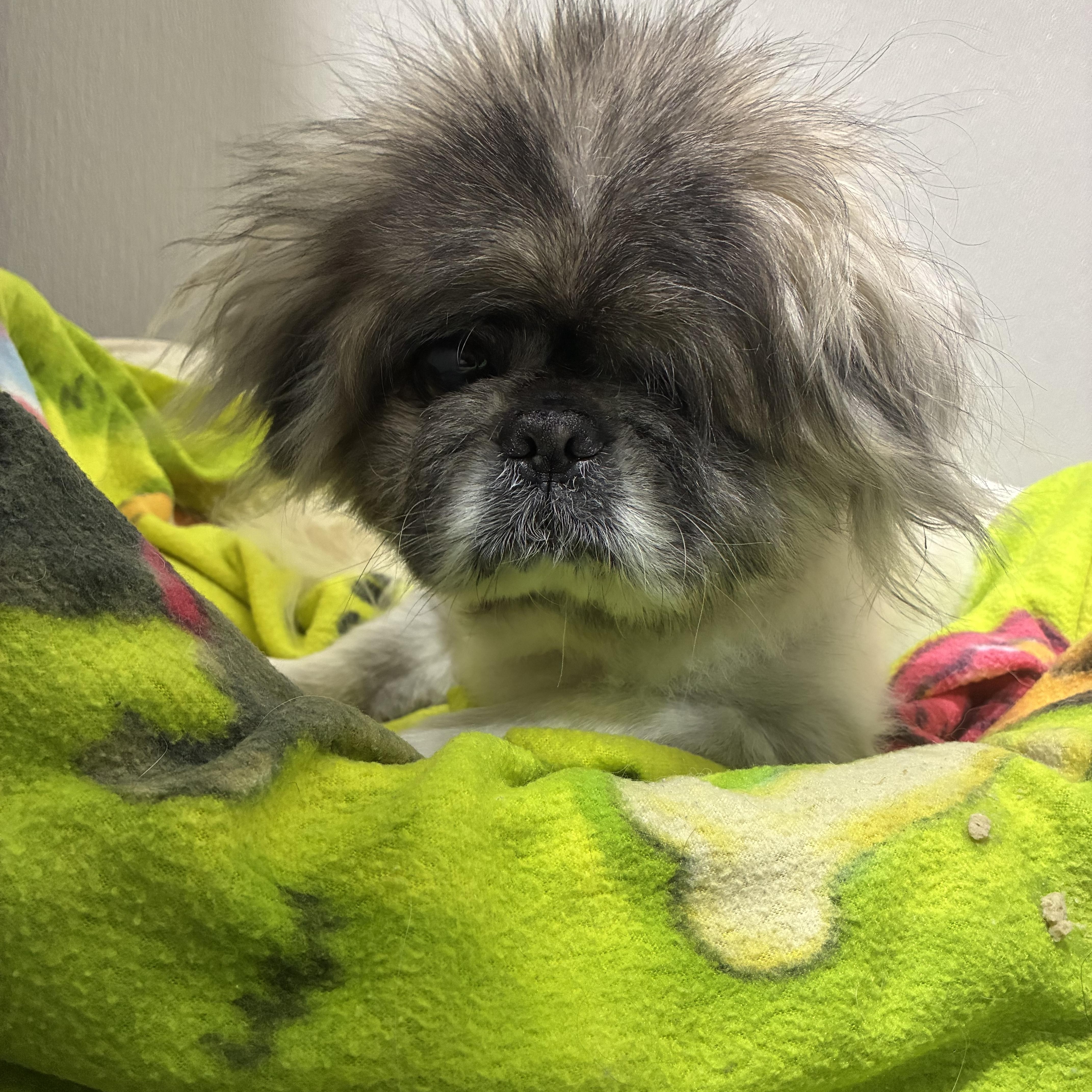 Enlarge Ricky Bobby, a ADOPTABLE Pekingese in Edgewood, MD image 5/5