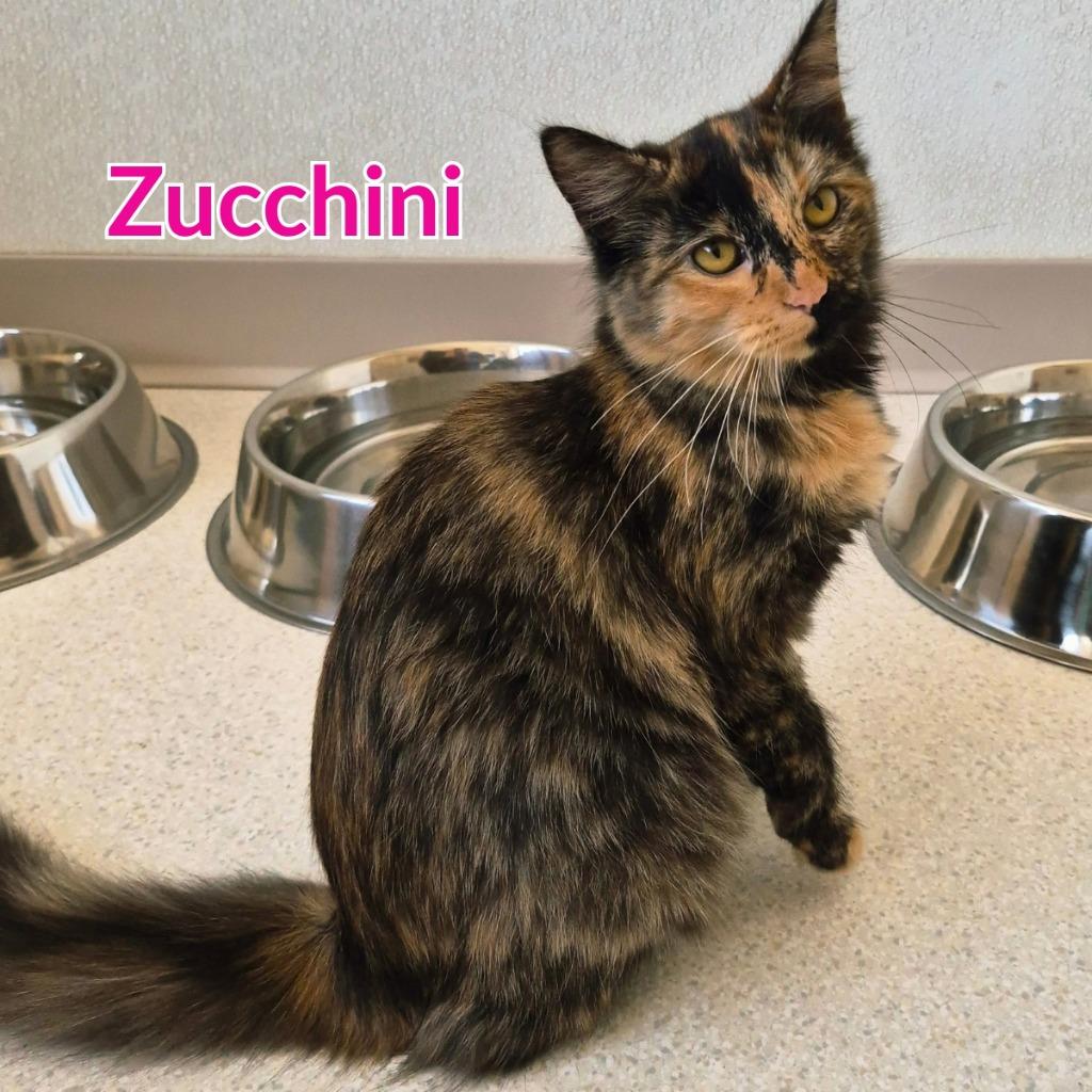 Zucchini, Adoptable, Kitten Female Domestic Long Hair.