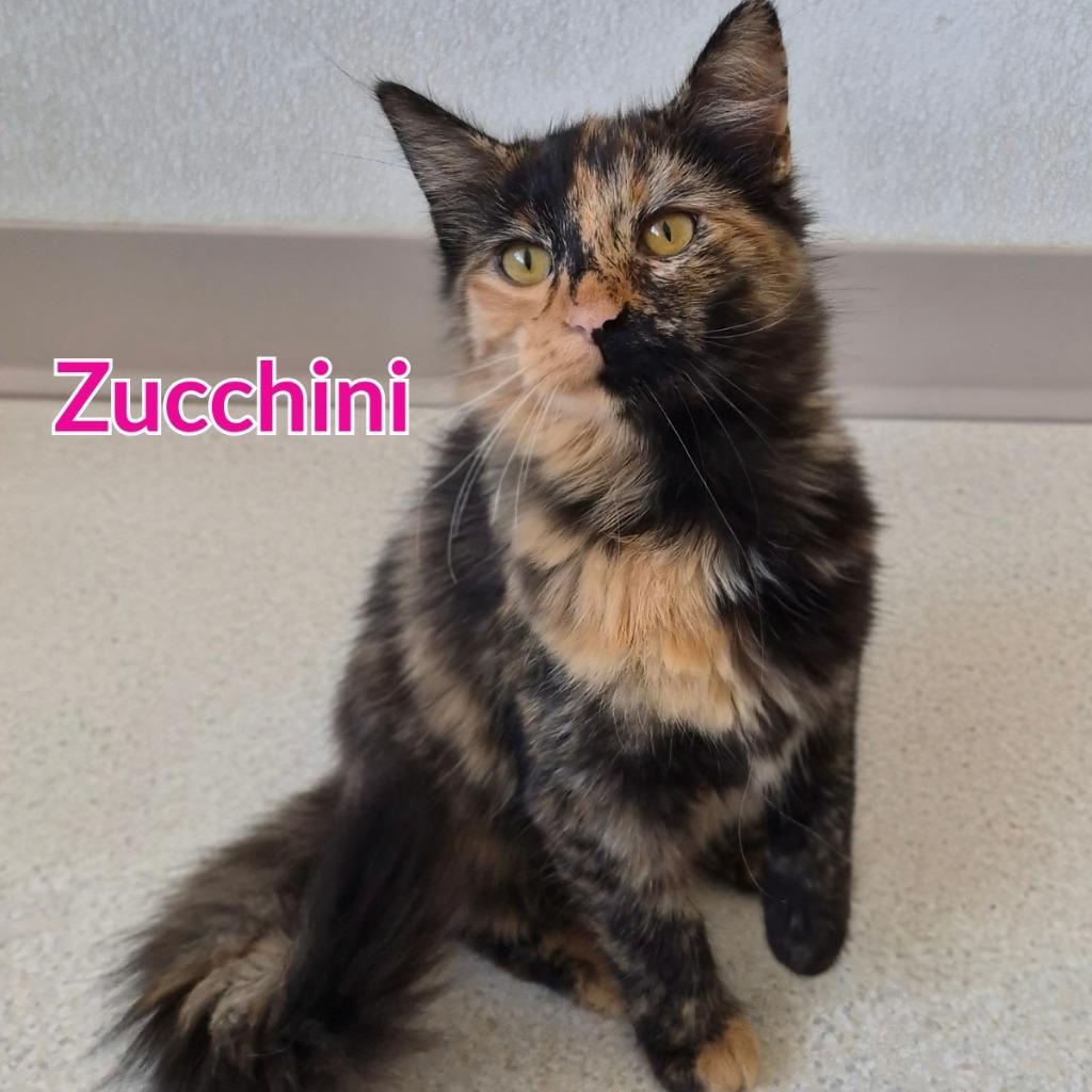 Enlarge Zucchini, a Adoptable mixed breed in North Saint Paul, MN image 2/3