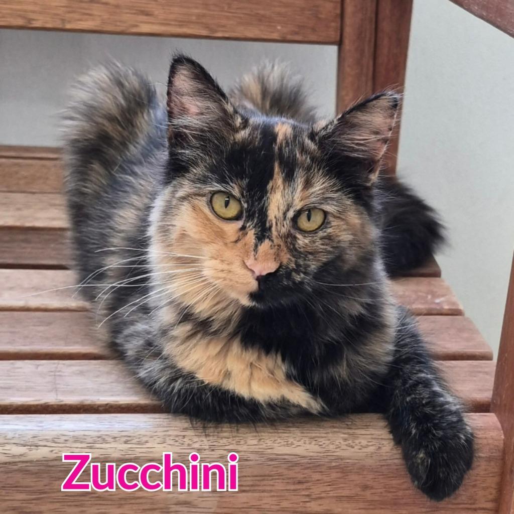 Enlarge Zucchini, a Adoptable mixed breed in North Saint Paul, MN image 3/3