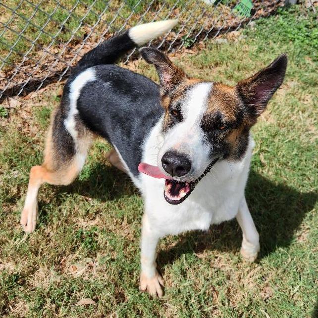 Enlarge Flora, a Adoptable Mixed Breed in Corpus Christi, TX image 1/6