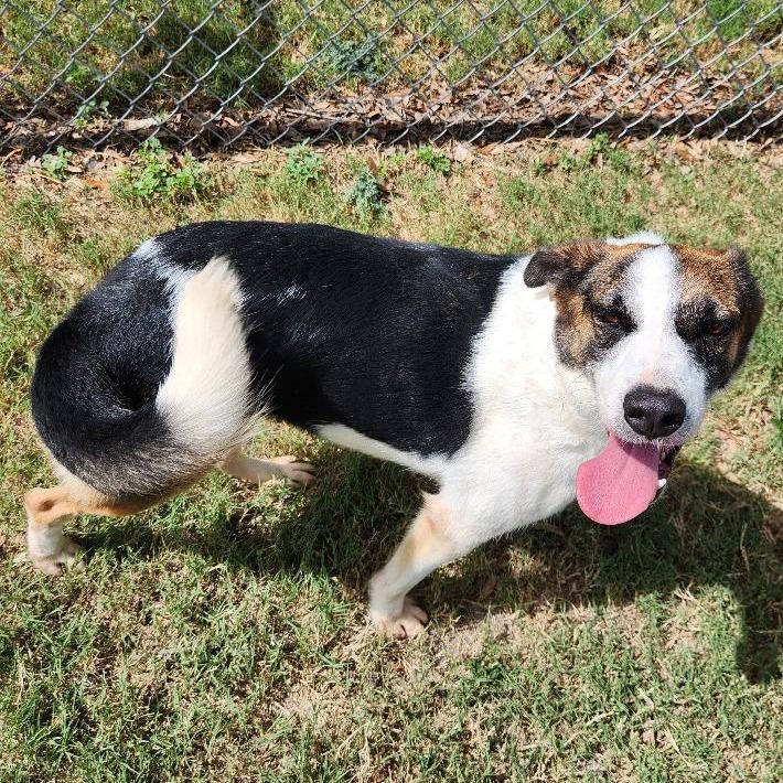 Enlarge Flora, a Adoptable Mixed Breed in Corpus Christi, TX image 2/6