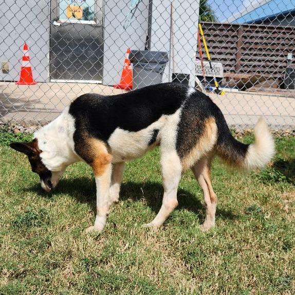 Enlarge Flora, a Adoptable Mixed Breed in Corpus Christi, TX image 3/6