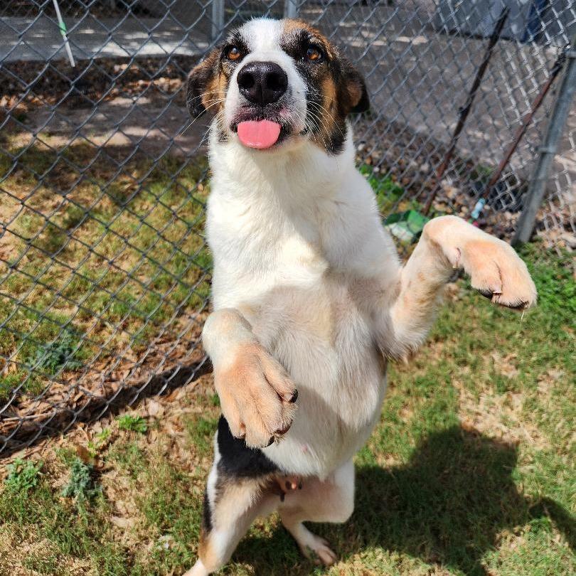 Enlarge Flora, a Adoptable Mixed Breed in Corpus Christi, TX image 4/6