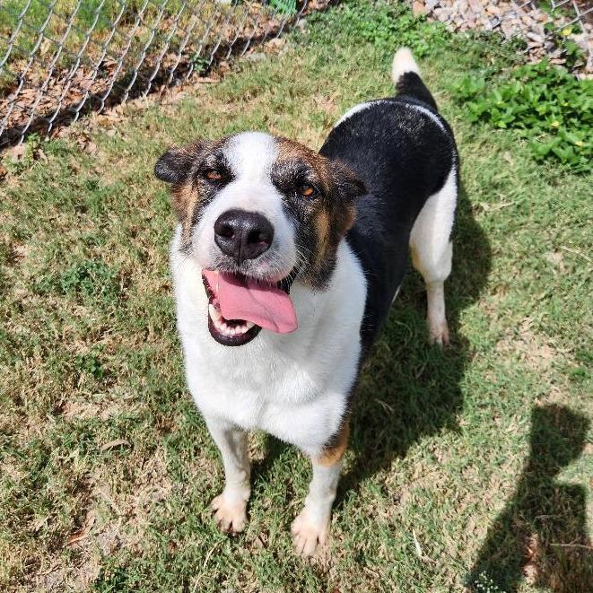 Enlarge Flora, a Adoptable Mixed Breed in Corpus Christi, TX image 5/6