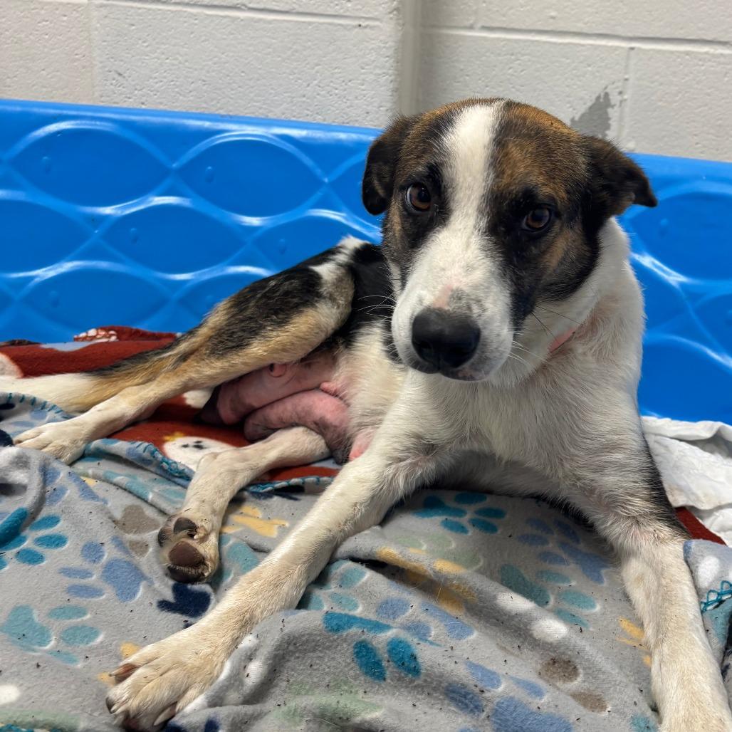Enlarge Flora, a Adoptable Mixed Breed in Corpus Christi, TX image 6/6