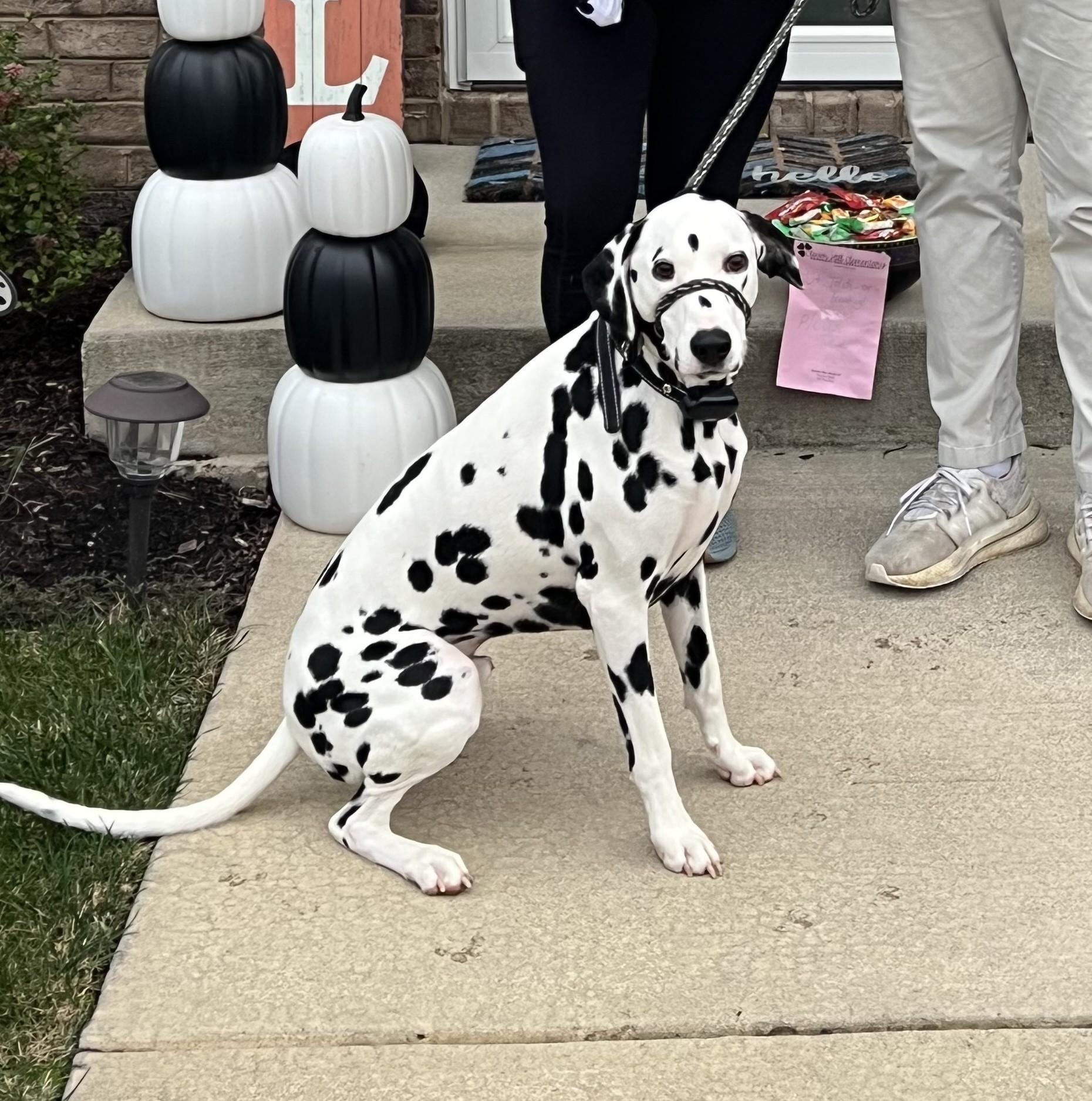 Petey-ADOPTION PENDING, an adopted Dalmatian in Ruther Glen, VA image 3/3