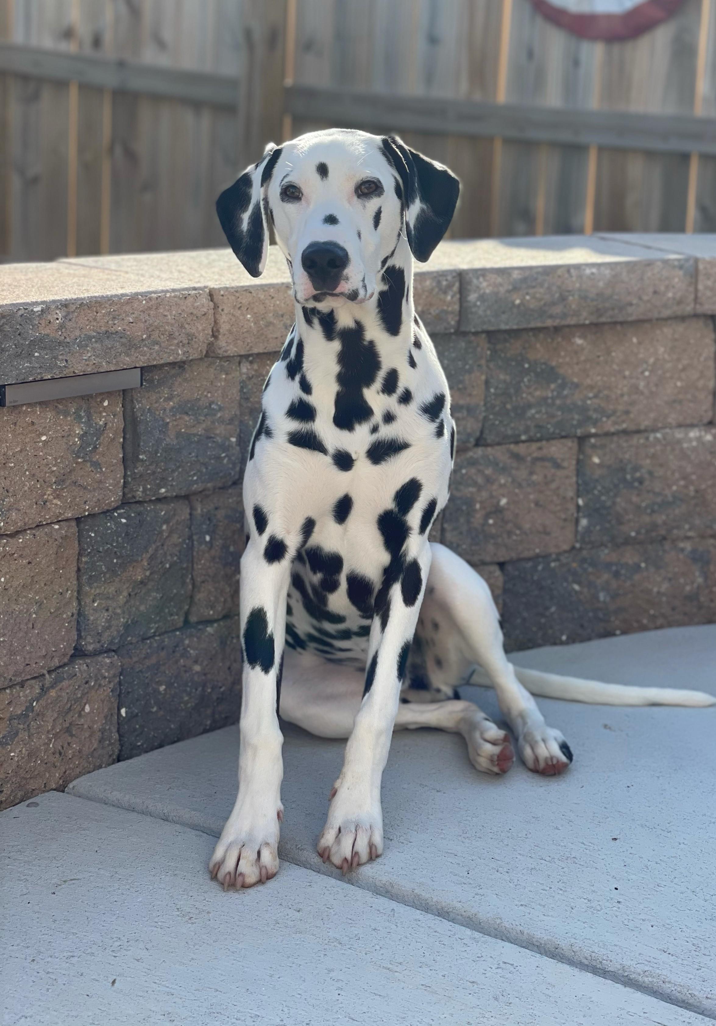 Petey-ADOPTION PENDING, an adopted Dalmatian in Ruther Glen, VA image 1/3