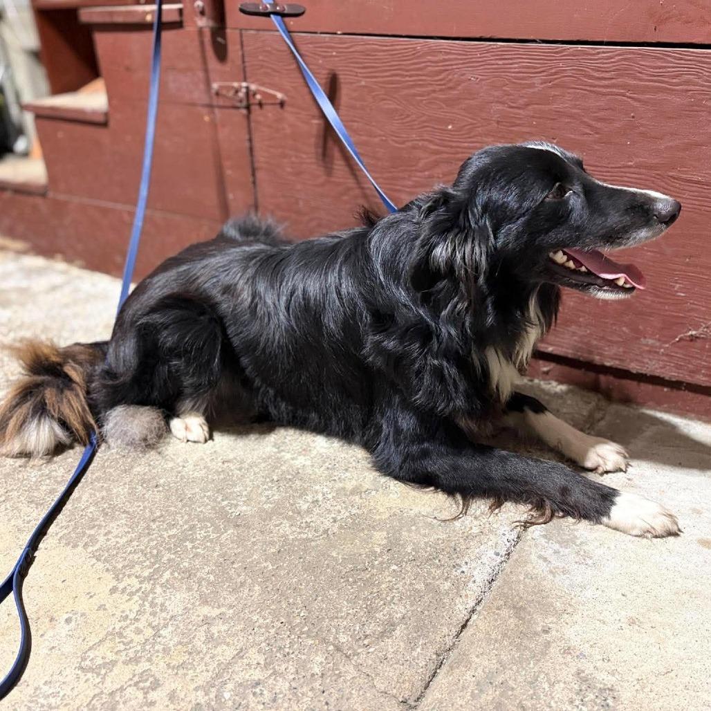 Enlarge Count Snackula aka Buddy, a Adoptable mixed breed in Ada, MN image 1/4