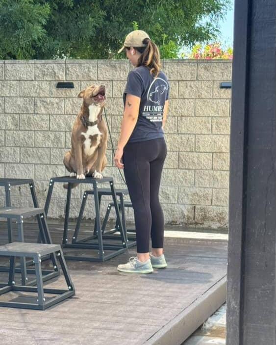 Enlarge Cesar - Trained & Loyal (Foster Needed!), a Adoptable Pit Bull Terrier in Pleasant Hill, CA image 3/5