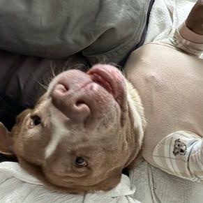 Cesar - Trained & Loyal (Foster Needed!), Adoptable, Adult Male Pit Bull Terrier.