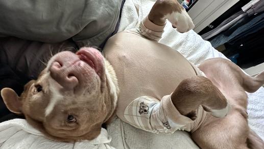 Cesar - Trained & Loyal (Foster Needed!), Adoptable, Adult Male Pit Bull Terrier.