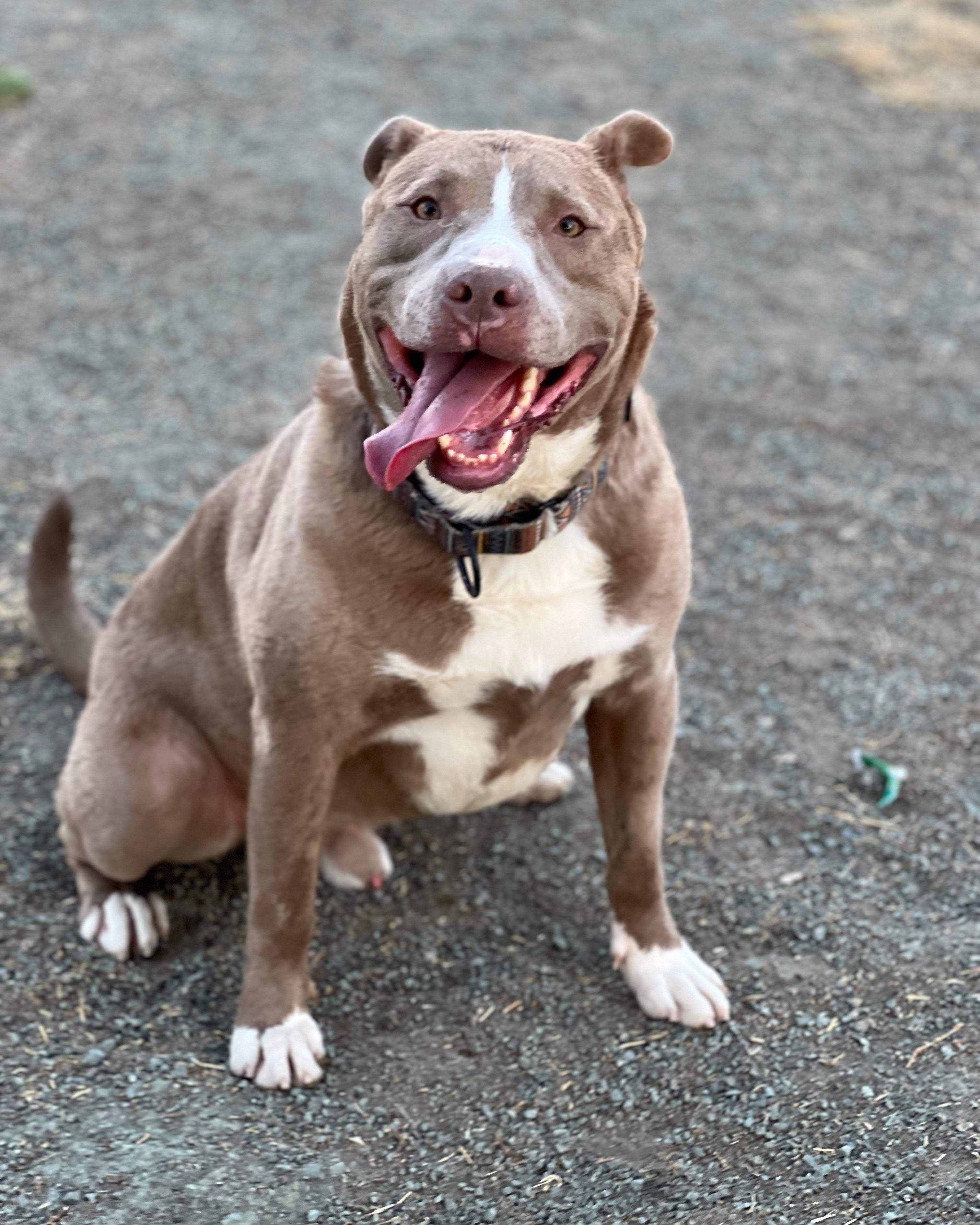 Enlarge Cesar - Trained & Loyal (Foster Needed!), a Adoptable Pit Bull Terrier in Pleasant Hill, CA image 4/5