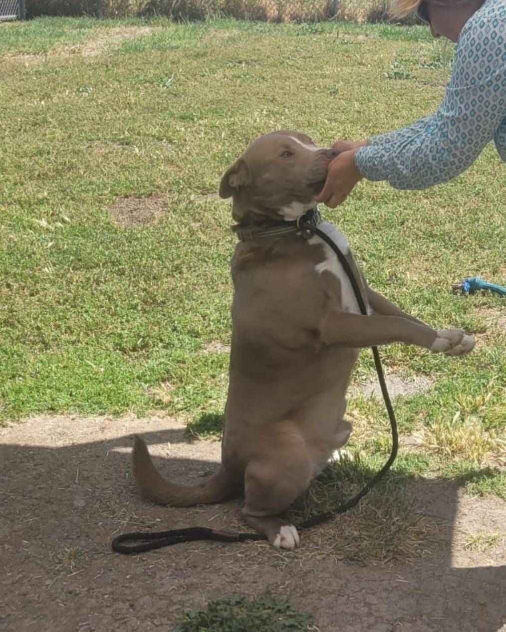 Enlarge Cesar - Trained & Loyal (Foster Needed!), a Adoptable Pit Bull Terrier in Pleasant Hill, CA image 5/5