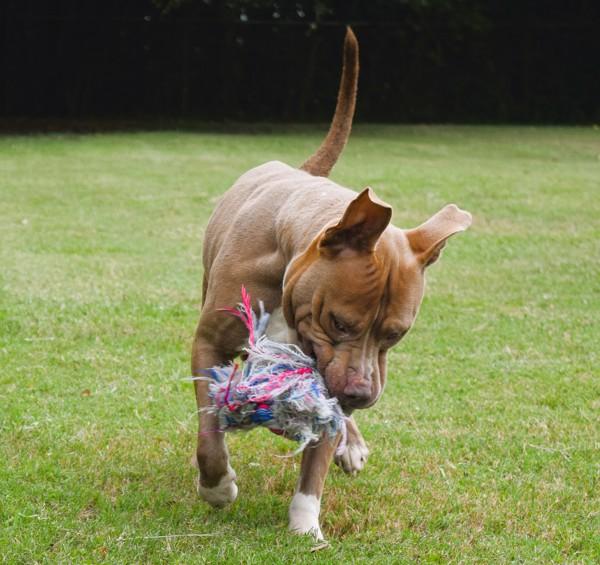 Ruffles, Adoptable, Adult Male Pit Bull Terrier.