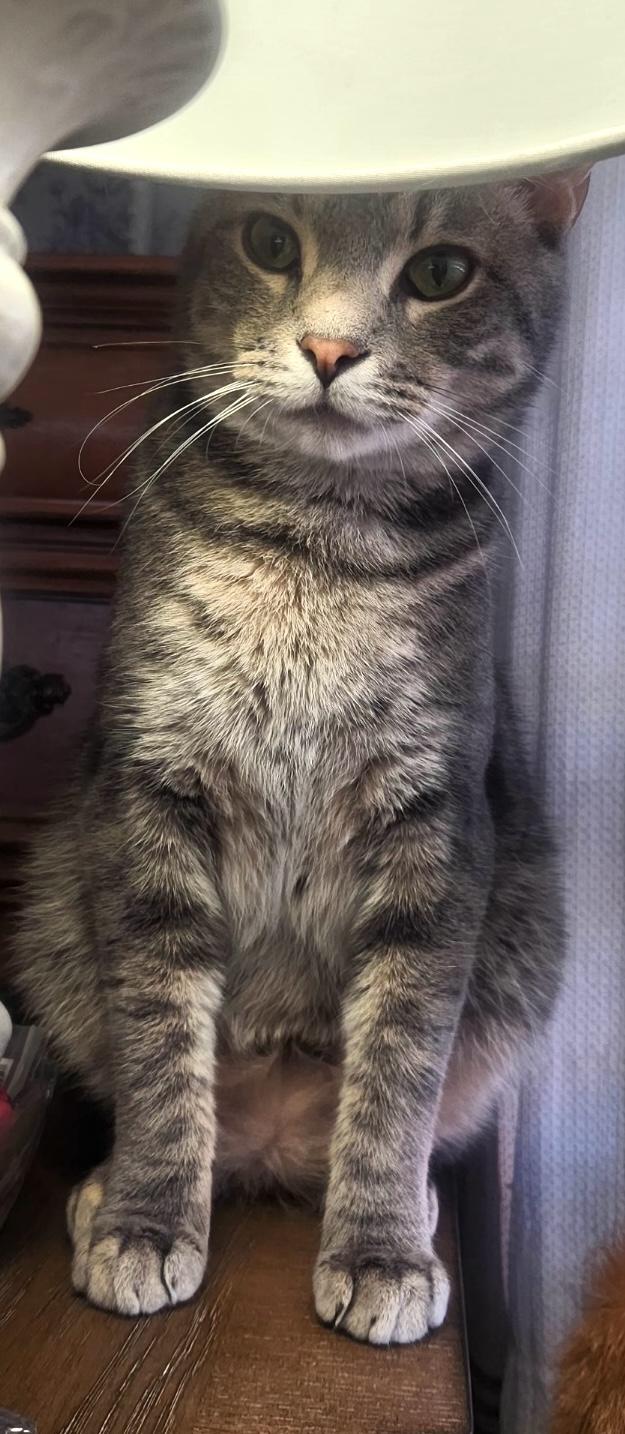 Rocky, a Adoptable Domestic Short Hair in Murfreesboro, TN image 3/4