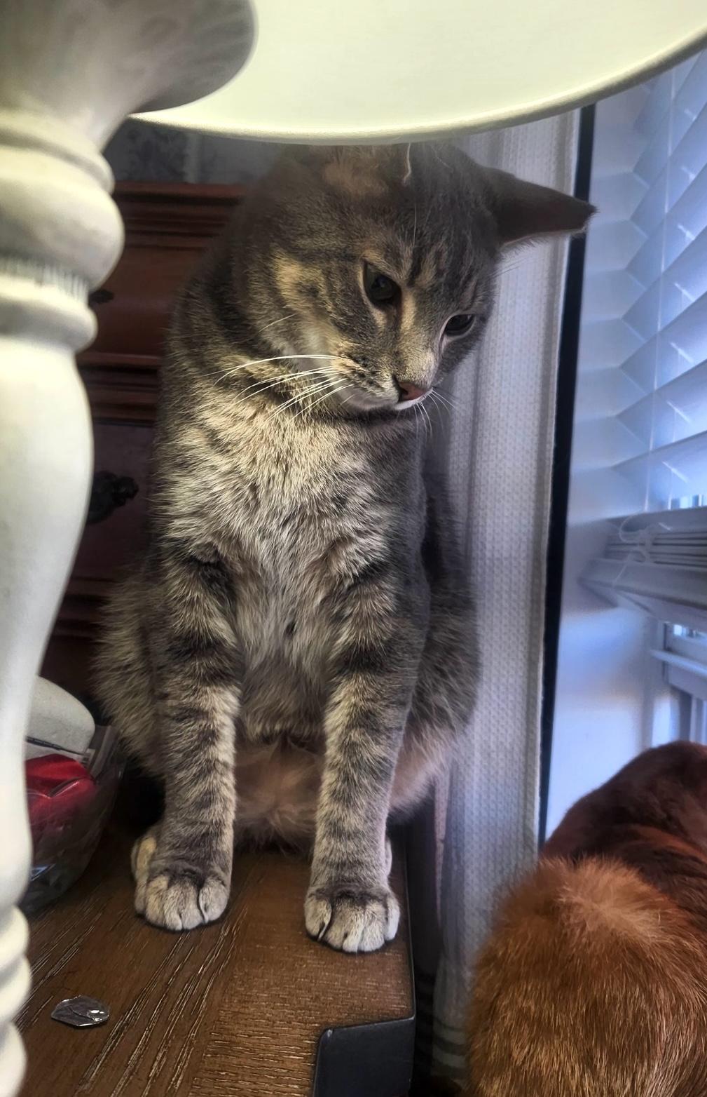 Rocky, a Adoptable Domestic Short Hair in Murfreesboro, TN image 1/4