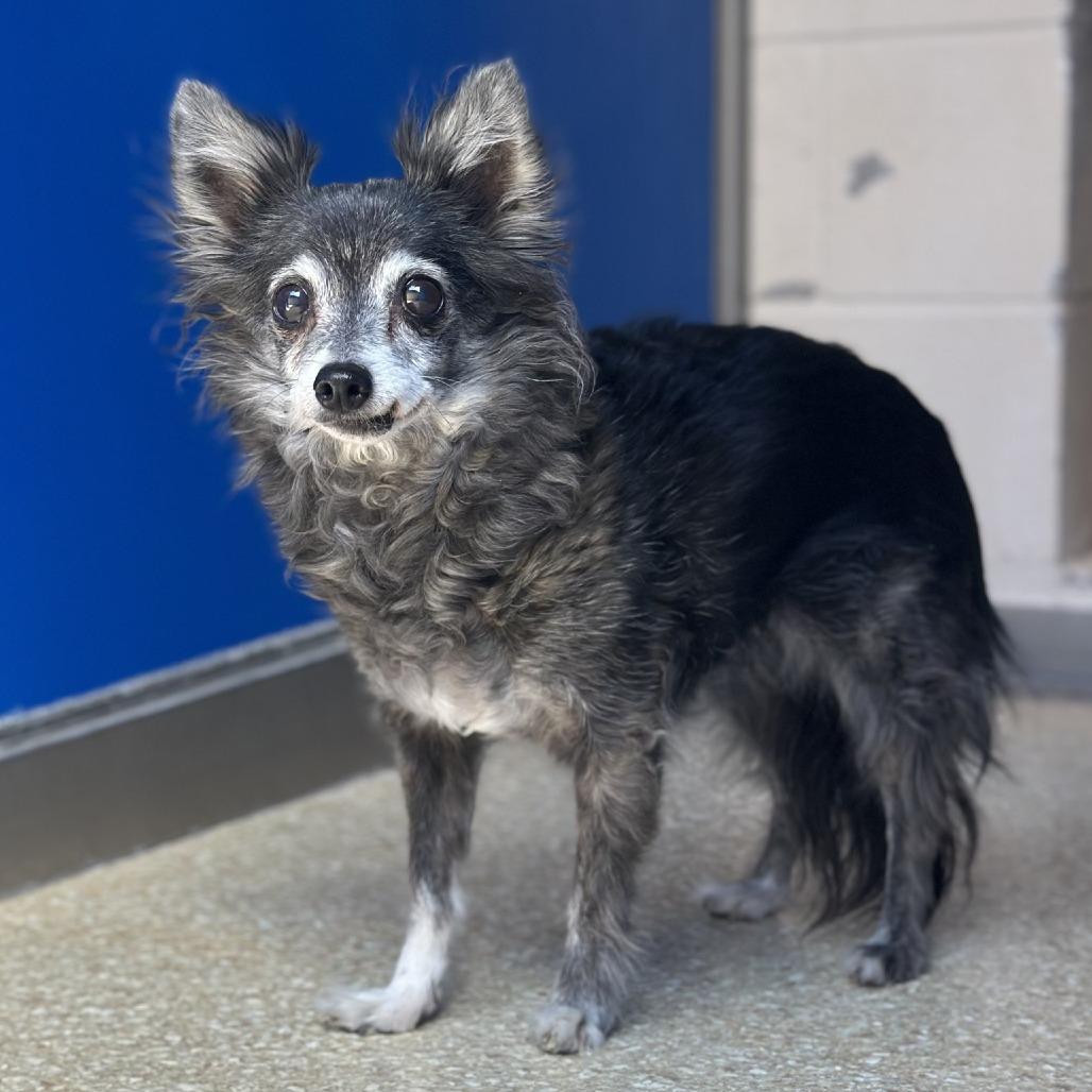 Cubby, Adoptable, Senior Female Chihuahua.